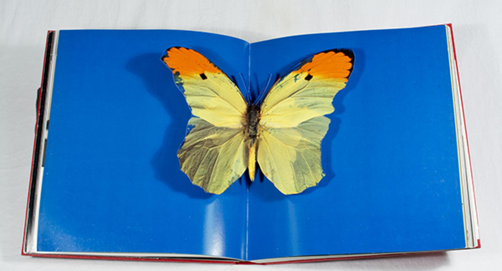 Image is of a colorful butterfly popping out of a page from the book "I want to Spend the Rest of My Life Everywhere, With Everyone, One to One, Always, Forever, Now" by Damien Hirst.