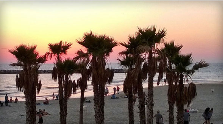 Image is of a stand of palm trees. Beyond the trees is a sunset drenched beach with calm waves. From the Hebraica and Judaica Collections.