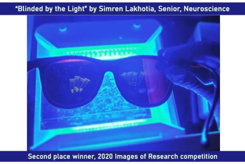 "Blinded by the Light" by Simren Lakhotia, Senior, Neuroscience; Second place winner, 2020 Images of Research competition