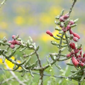 Close-up of multi-colored flowering branch